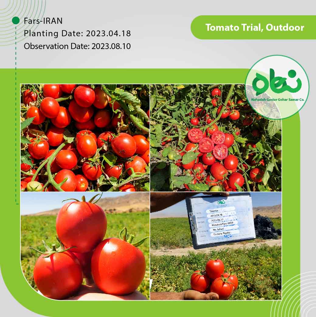 Tomato Trial, Outdoor